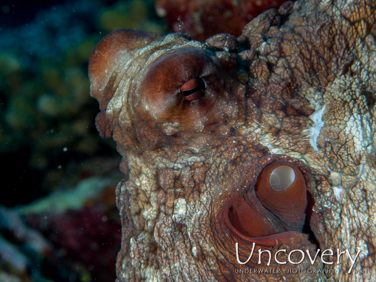 Day Octopus (octopus Cyanea), photo taken in Maldives, Male Atoll, North Male Atoll, One Palm Beach