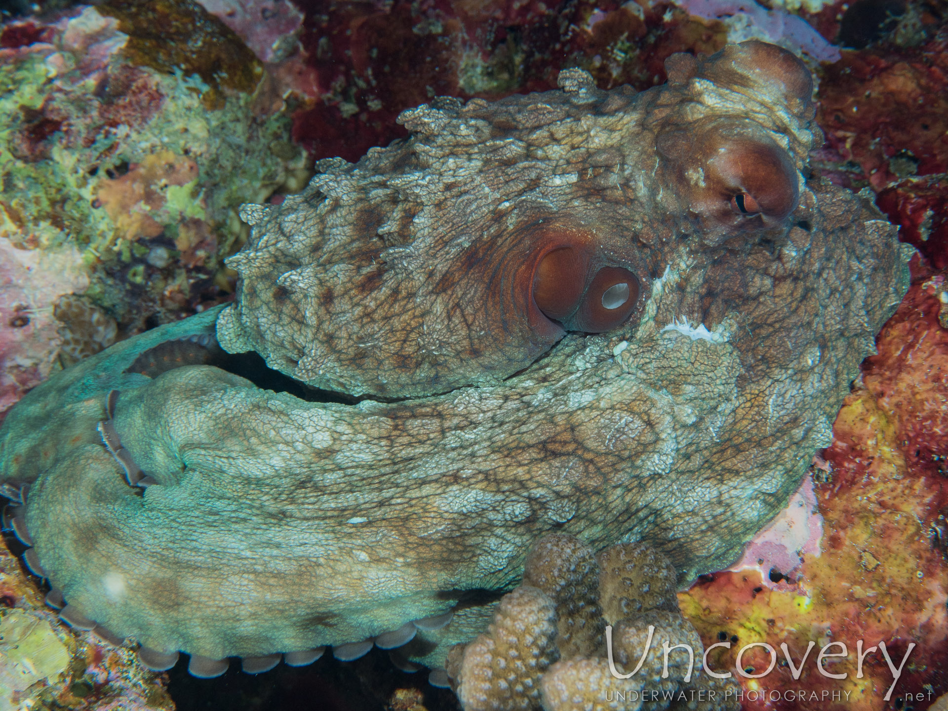 Day Octopus (octopus Cyanea), photo taken in Maldives, Male Atoll, North Male Atoll, One Palm Beach