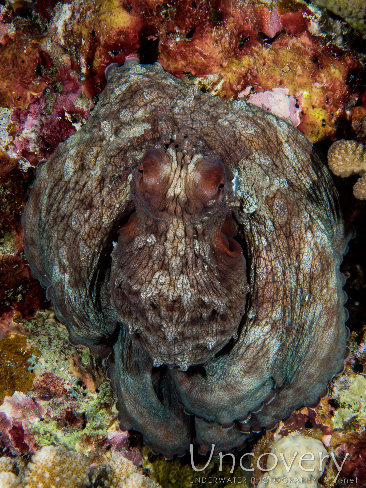 Day Octopus (octopus Cyanea), photo taken in Maldives, Male Atoll, North Male Atoll, One Palm Beach