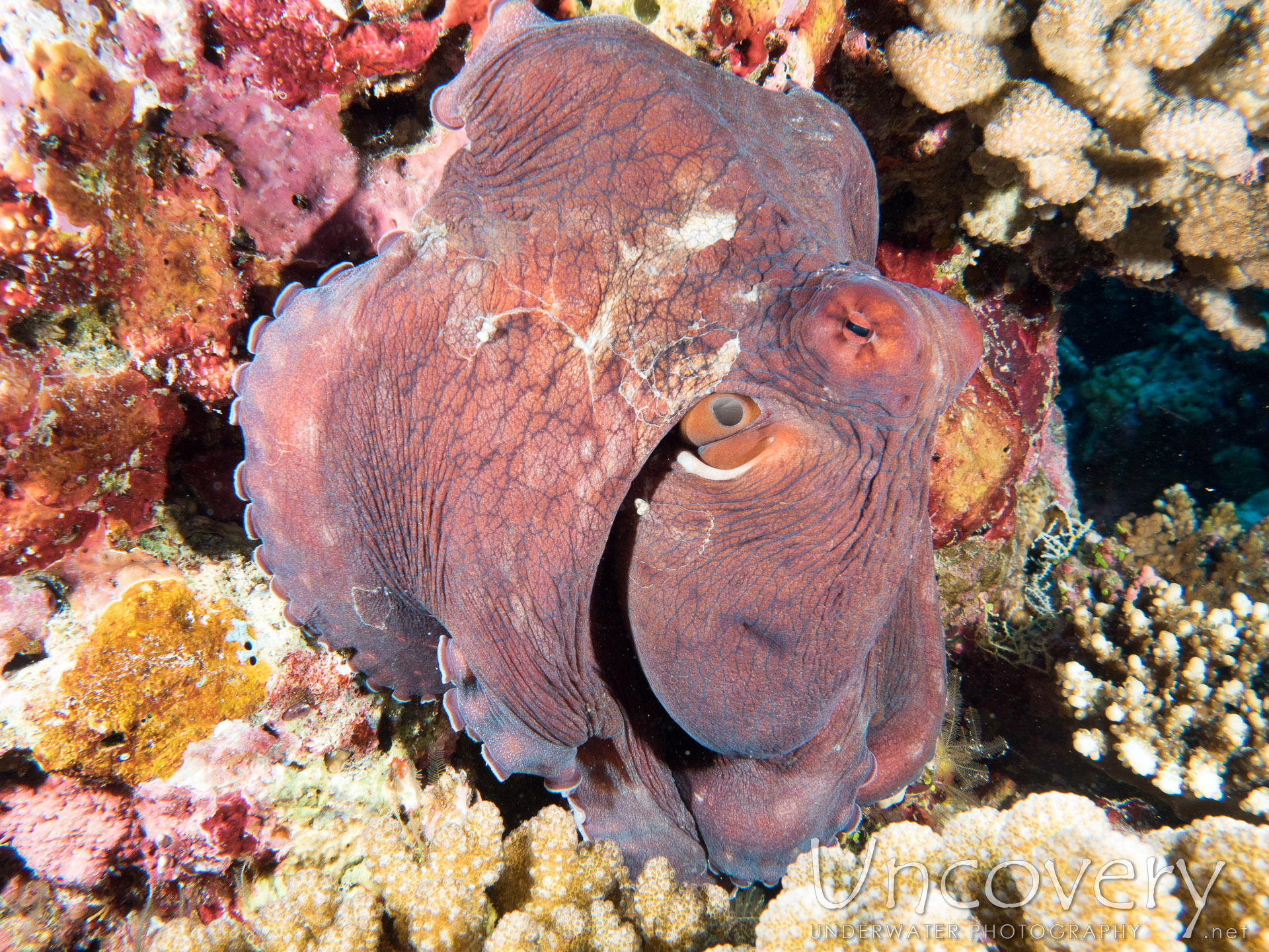 Day Octopus (octopus Cyanea), photo taken in Maldives, Male Atoll, North Male Atoll, One Palm Beach