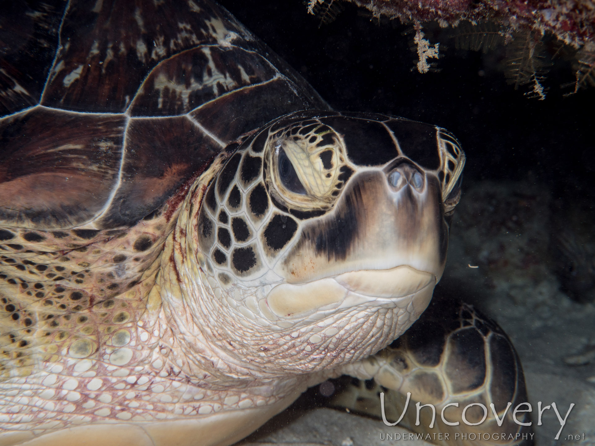 Green Sea Turtle (chelonia Mydas), photo taken in Maldives, Male Atoll, North Male Atoll, One Palm Beach