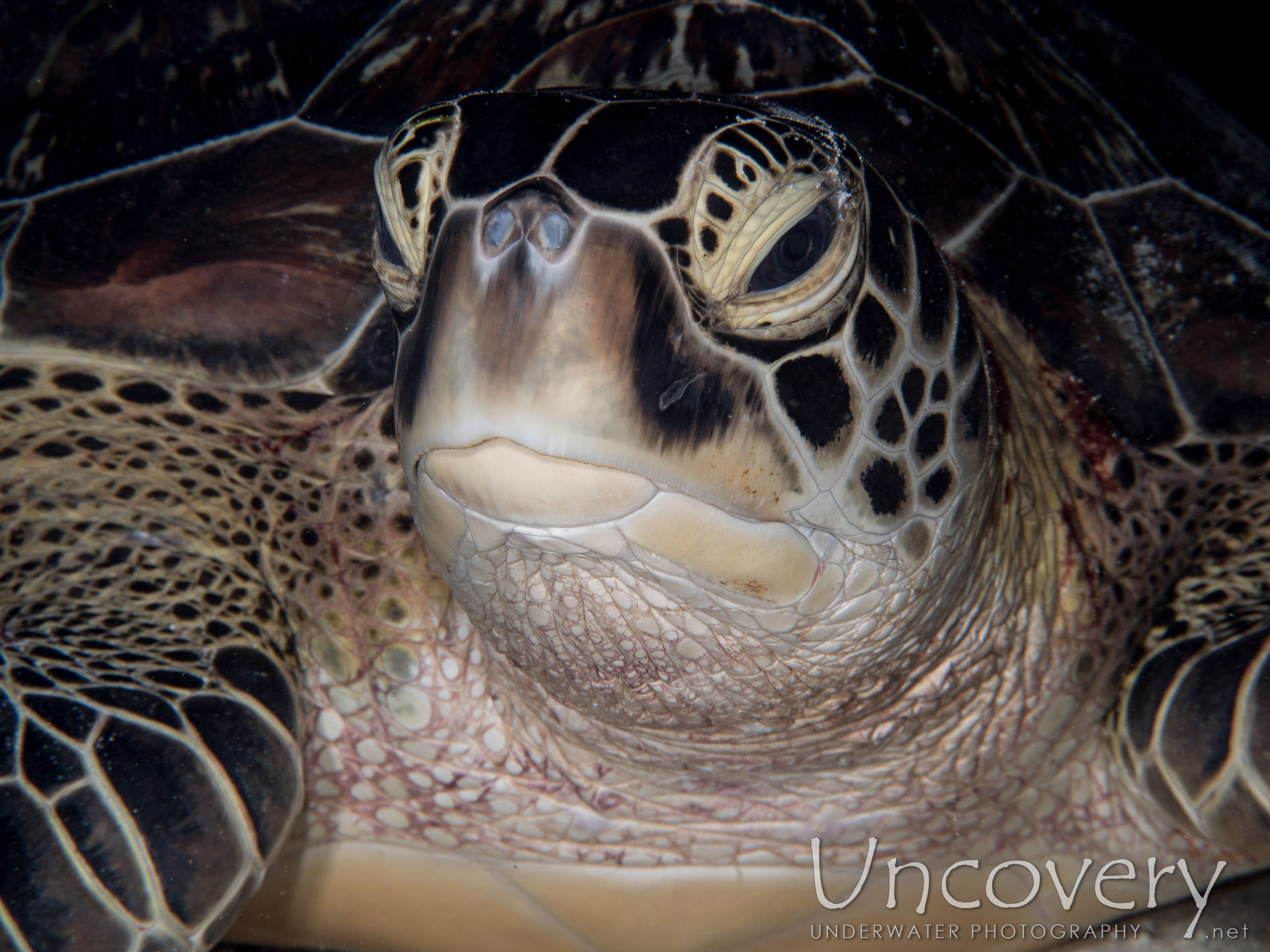 Green Sea Turtle (chelonia Mydas), photo taken in Maldives, Male Atoll, North Male Atoll, One Palm Beach