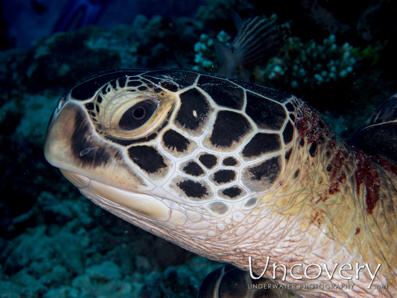 Green Sea Turtle (chelonia Mydas), photo taken in Maldives, Male Atoll, North Male Atoll, One Palm Beach