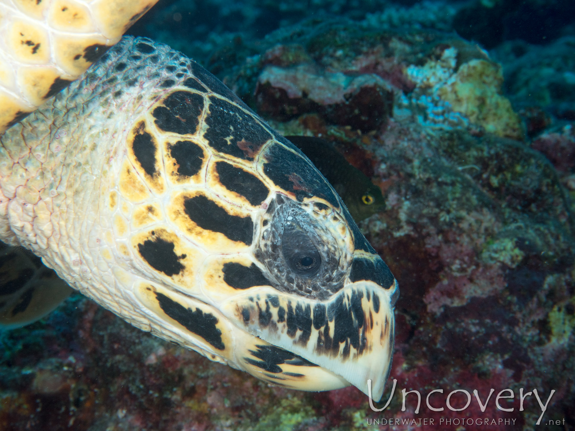 Hawksbill Sea Turtle (eretmochelys Imbricata), photo taken in Maldives, Male Atoll, North Male Atoll, One Palm Beach