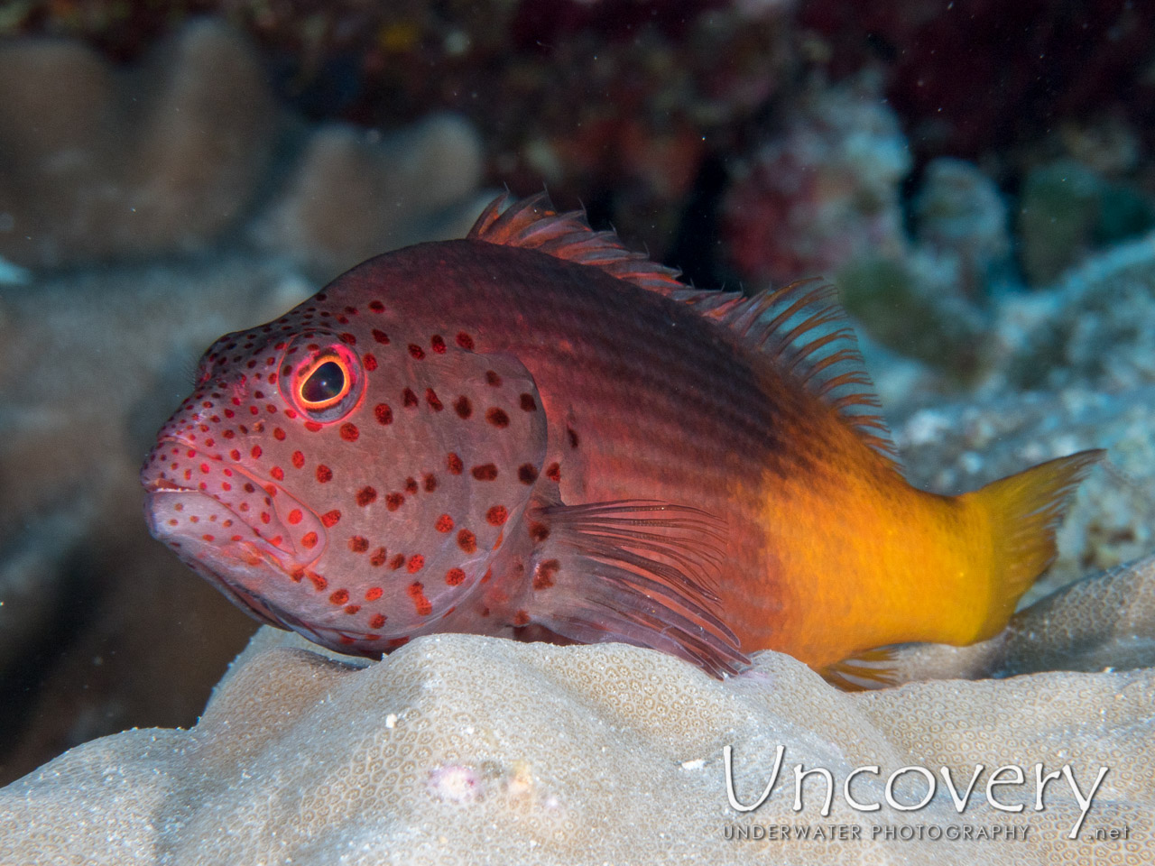 , photo taken in Maldives, Male Atoll, North Male Atoll, Aquarium