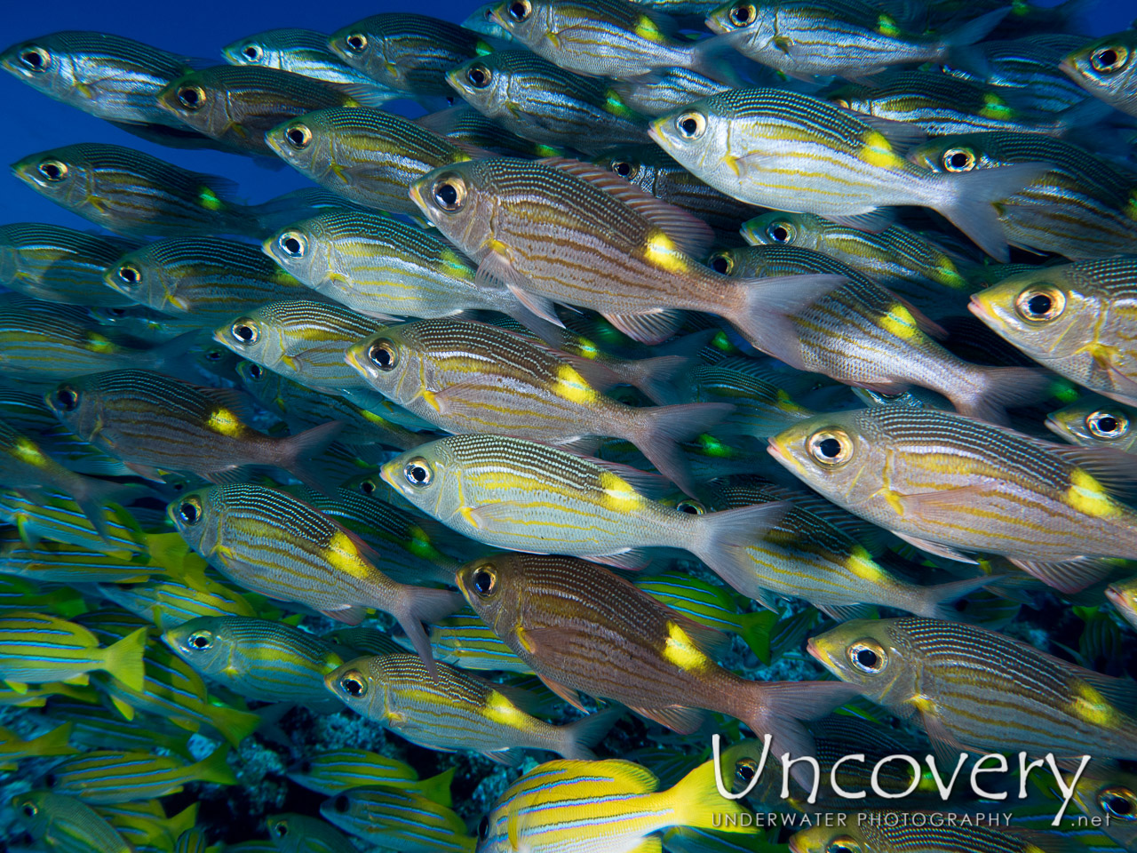 , photo taken in Maldives, Male Atoll, North Male Atoll, Aquarium