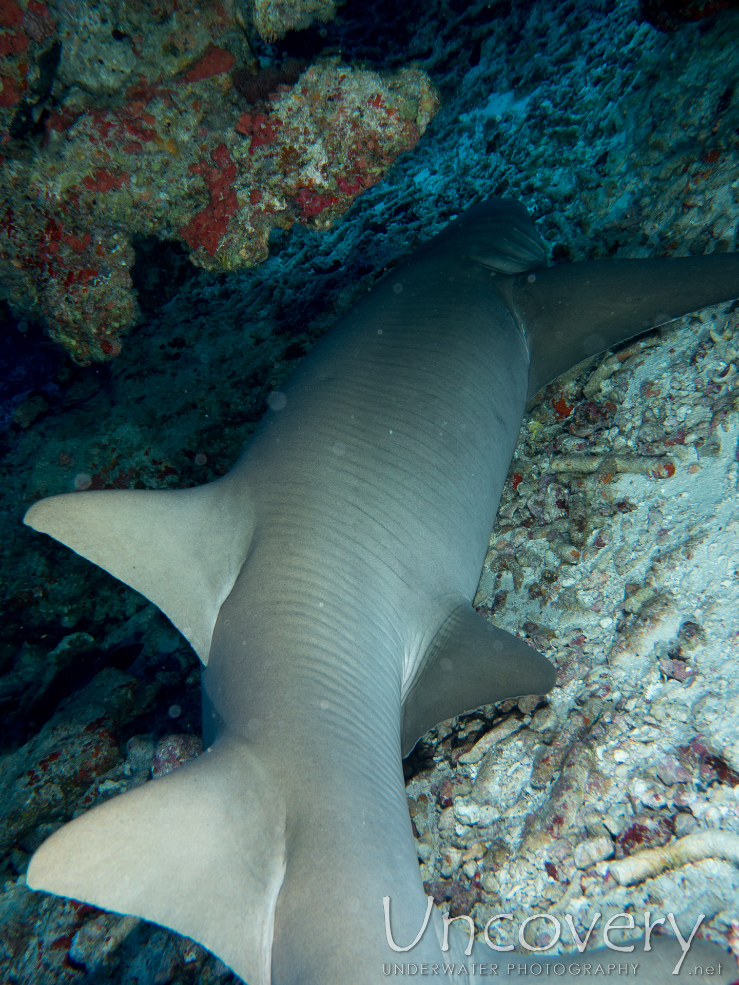 Tawny Nurse Shark (nebrius Ferrugineus), photo taken in Maldives, Male Atoll, North Male Atoll, Aquarium