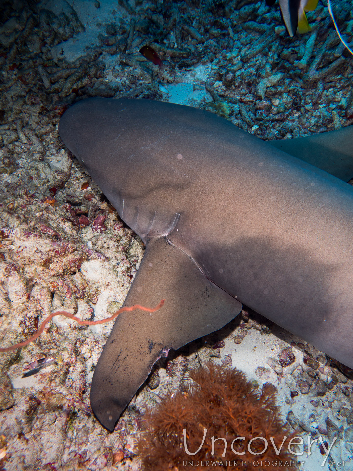 Tawny Nurse Shark (nebrius Ferrugineus), photo taken in Maldives, Male Atoll, North Male Atoll, Aquarium