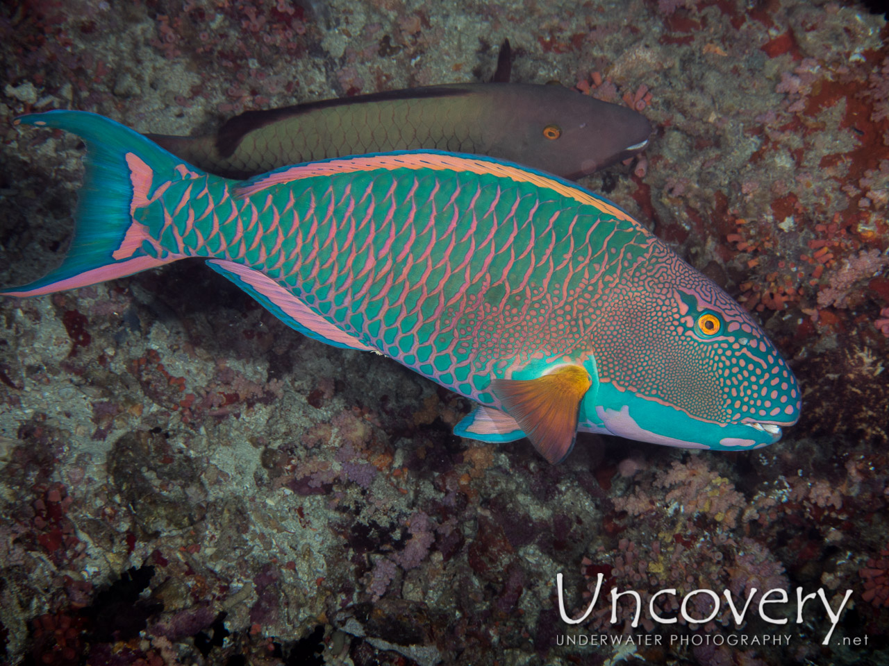 Parrotfish, photo taken in Maldives, Male Atoll, North Male Atoll, HP Reef