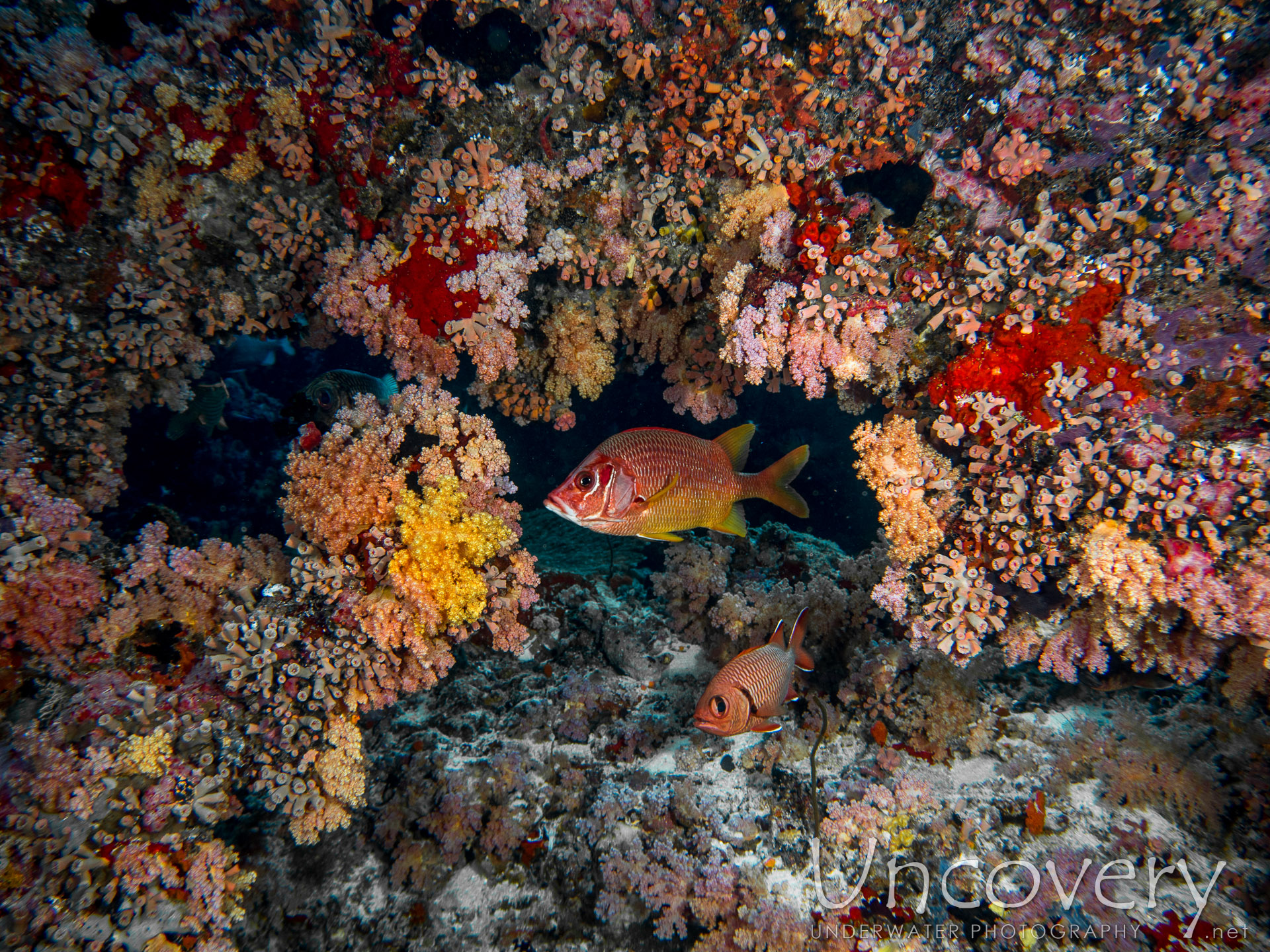 Coral, photo taken in Maldives, Male Atoll, North Male Atoll, HP Reef