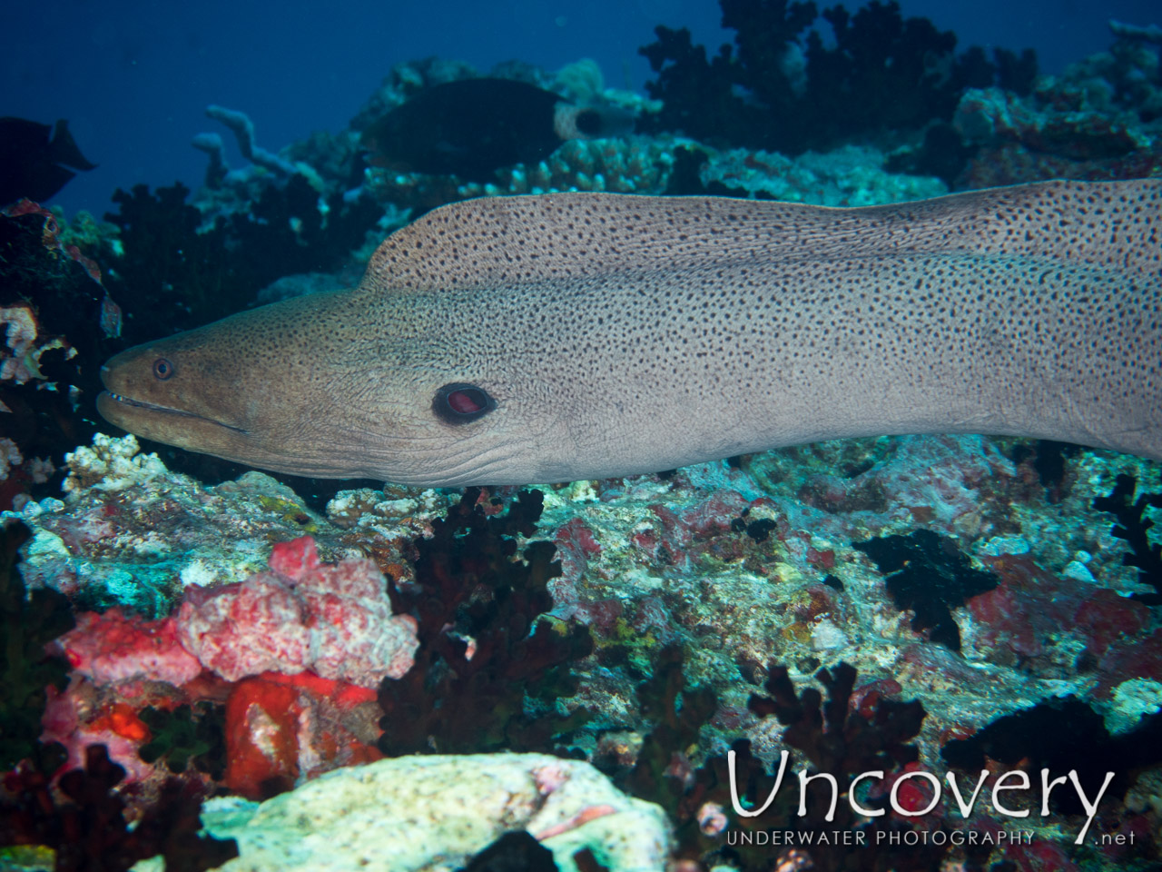 Giant Moray (gymnothorax Javanicus), photo taken in Maldives, Male Atoll, North Male Atoll, HP Reef