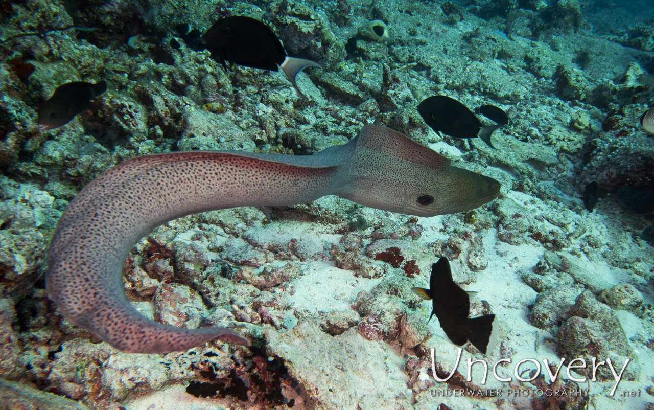 Giant Moray (gymnothorax Javanicus), photo taken in Maldives, Male Atoll, North Male Atoll, HP Reef