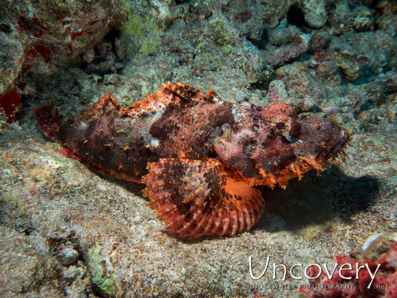 Tassled Scorpionfish (scorpaenopsis Oxycephala), photo taken in Maldives, Male Atoll, North Male Atoll, HP Reef
