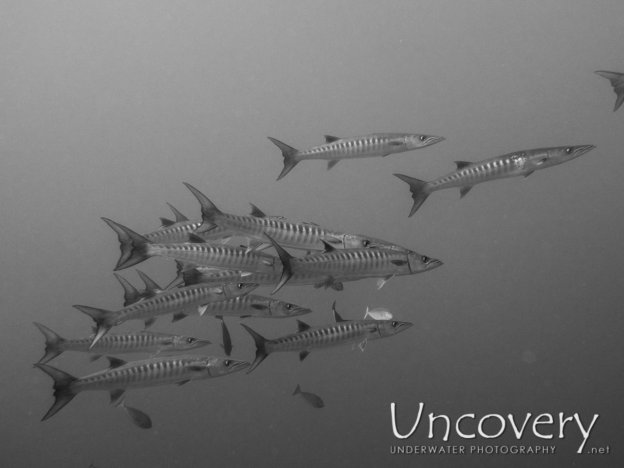 Blackfin Barracuda (sphyraena Qenie), photo taken in Maldives, Male Atoll, North Male Atoll, HP Reef