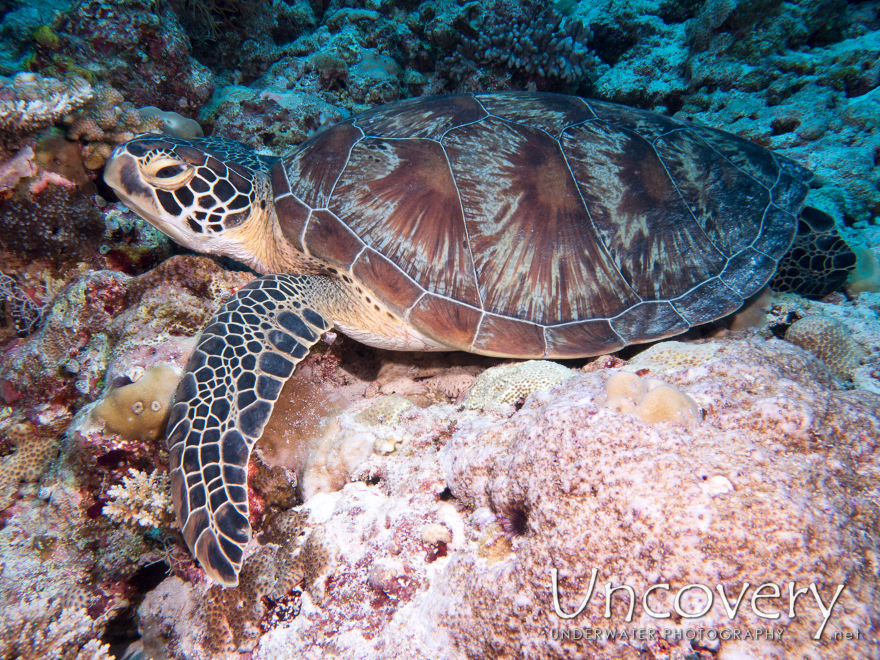 Green Sea Turtle (chelonia Mydas) shot in Maldives|Male Atoll|North Male Atoll|Lankan Fushi