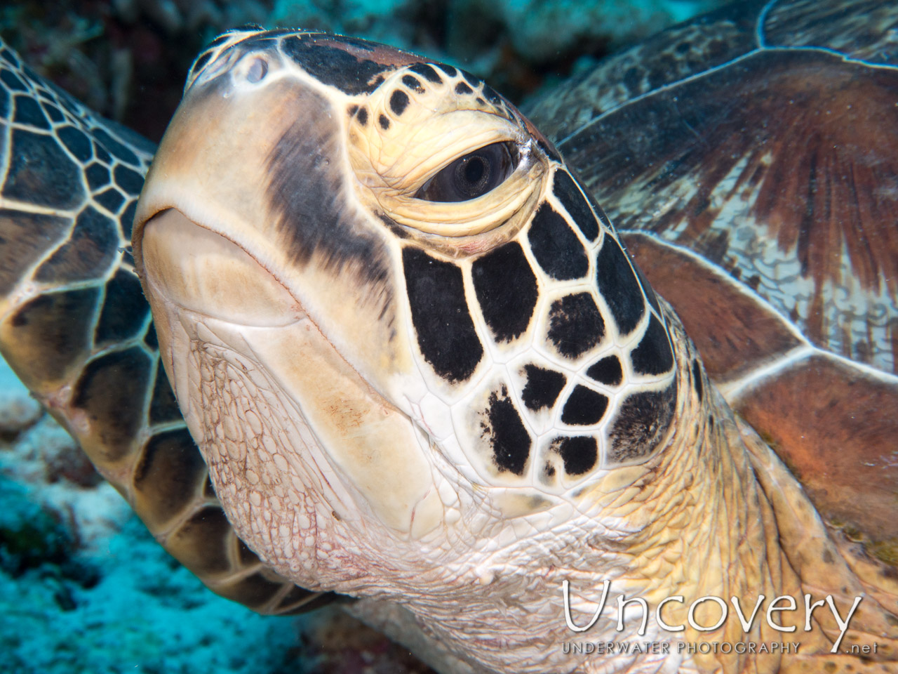 Green Sea Turtle (chelonia Mydas) shot in Maldives|Male Atoll|North Male Atoll|Lankan Fushi