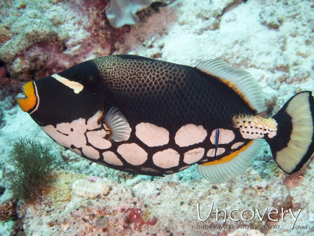 Clown Triggerfish (balistoides Conspicillum) shot in Maldives|Male Atoll|North Male Atoll|Lankan Fushi