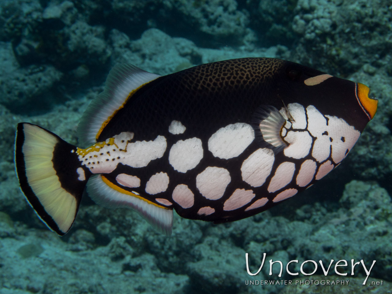 Clown Triggerfish (balistoides Conspicillum) shot in Maldives|Male Atoll|North Male Atoll|Lankan Fushi