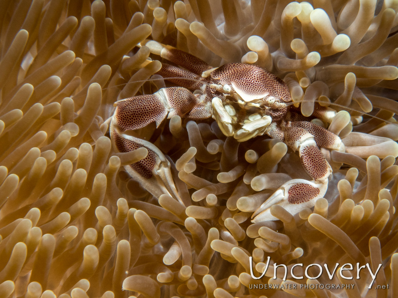 Spotted Porcelain Crab (neopetrolisthes Maculatus), photo taken in Maldives, Male Atoll, North Male Atoll, Huduveli