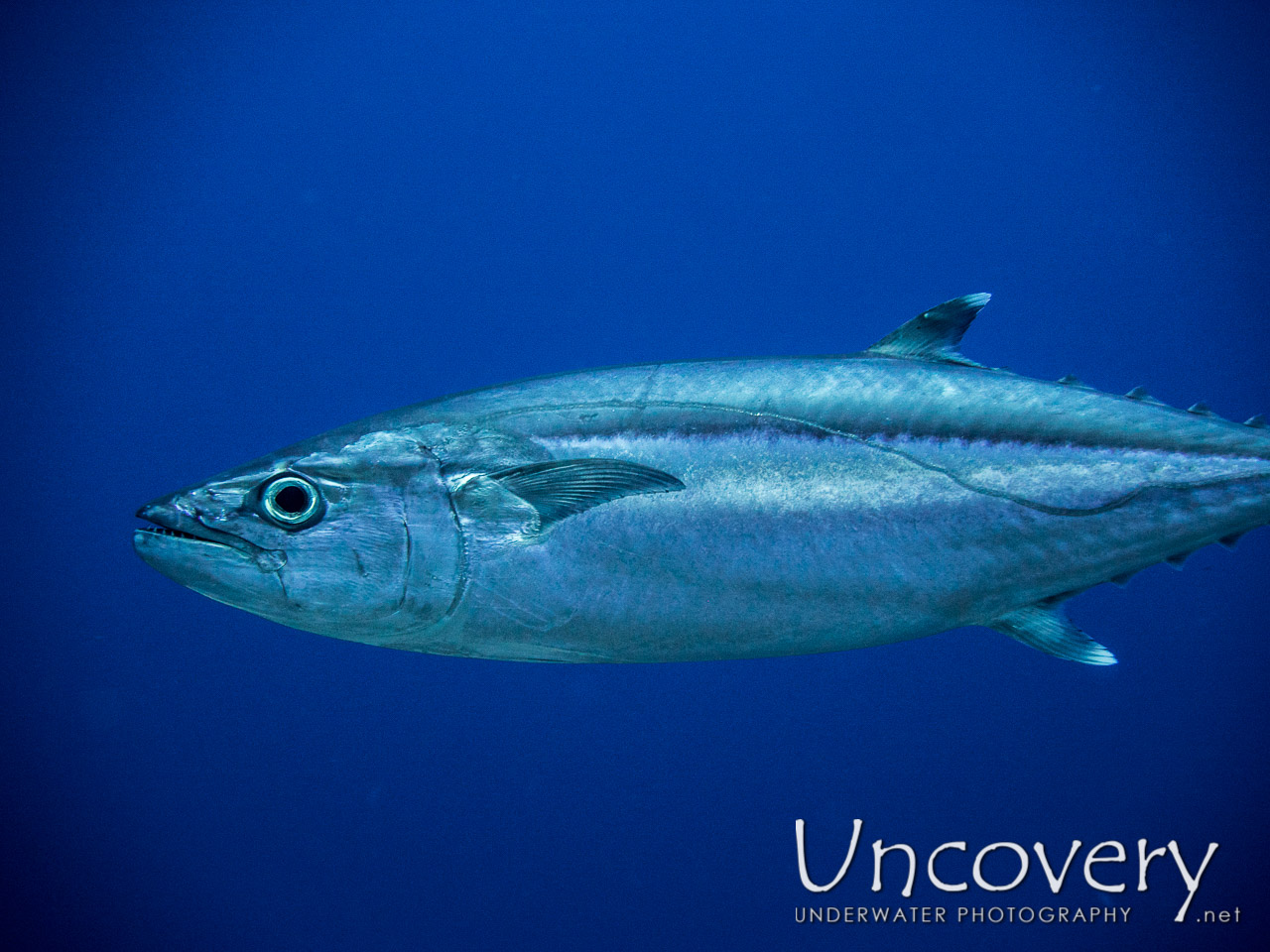 Dogtooth Tuna (gymnosarda Unicolor), photo taken in Maldives, Male Atoll, North Male Atoll, Huduveli