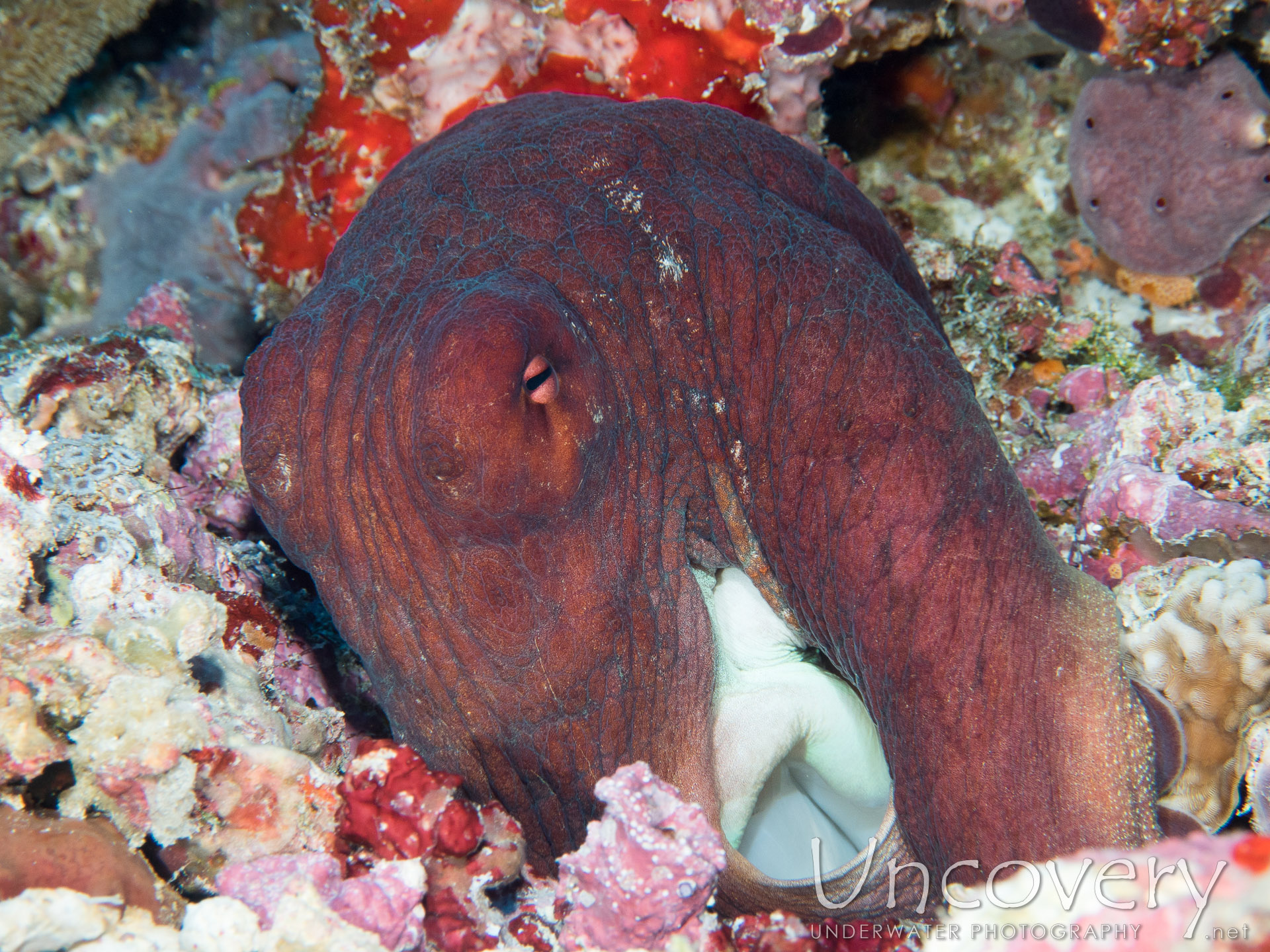 00 To Be Determined, photo taken in Maldives, Male Atoll, North Male Atoll, n/a