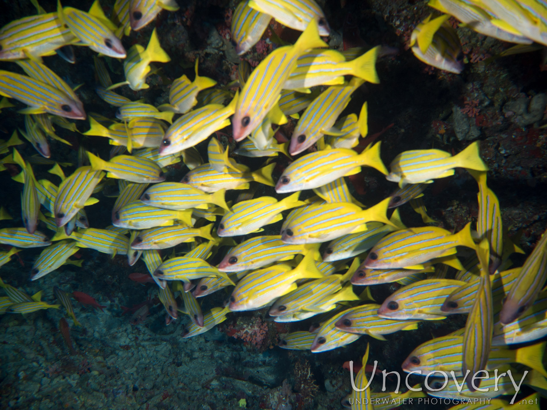 Bluestripe Snapper (lutjanus Kasmira), photo taken in Maldives, Male Atoll, North Male Atoll, Banana Reef