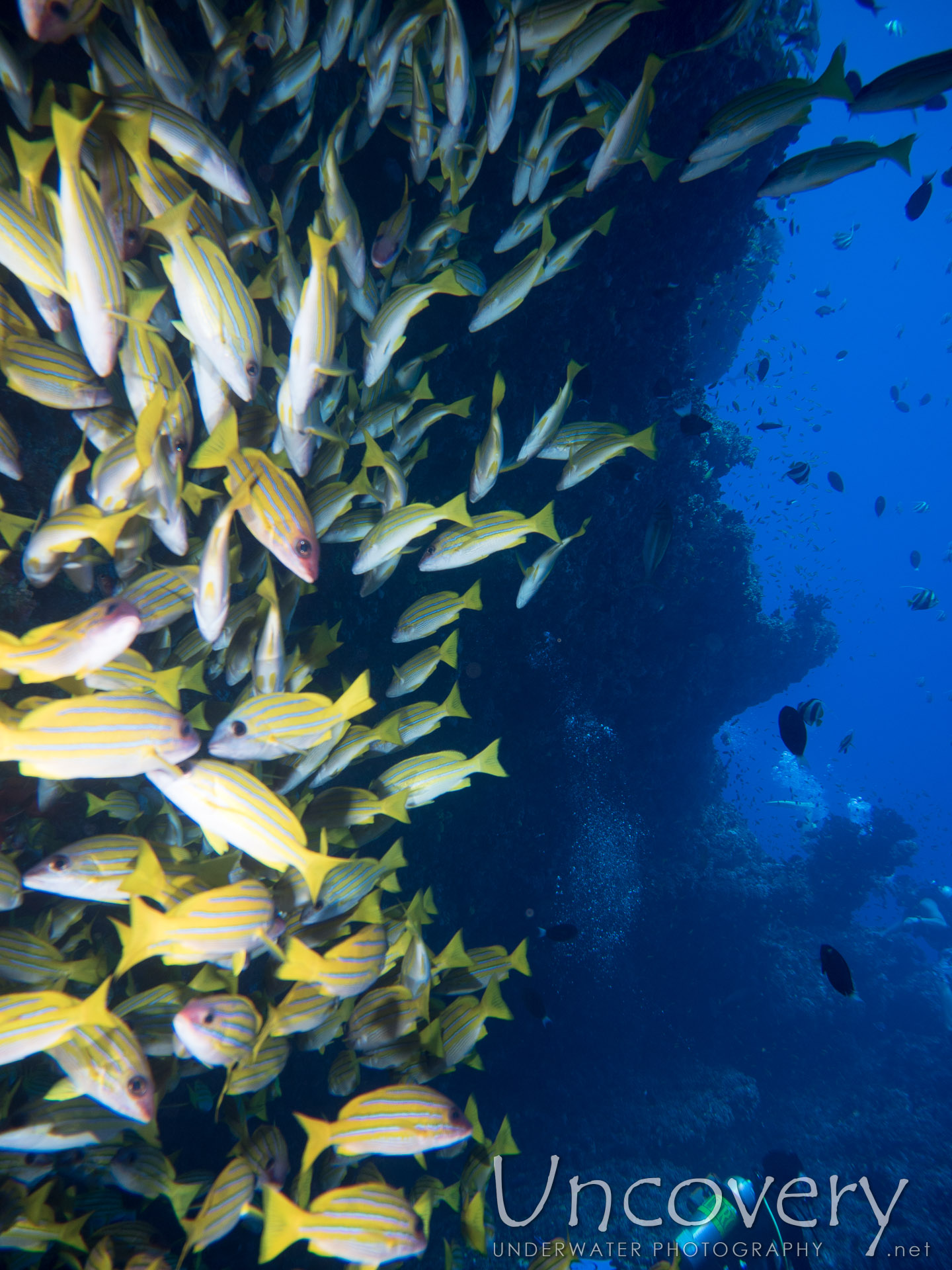 Bluestripe Snapper (lutjanus Kasmira), photo taken in Maldives, Male Atoll, North Male Atoll, Banana Reef