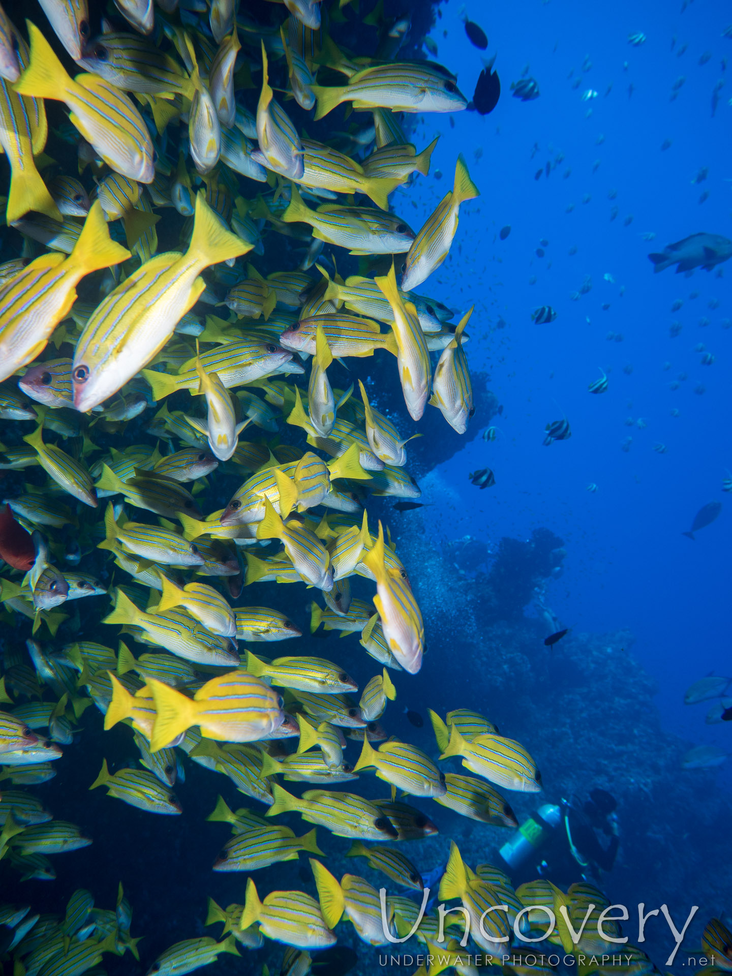 Bluestripe Snapper (lutjanus Kasmira), photo taken in Maldives, Male Atoll, North Male Atoll, Banana Reef