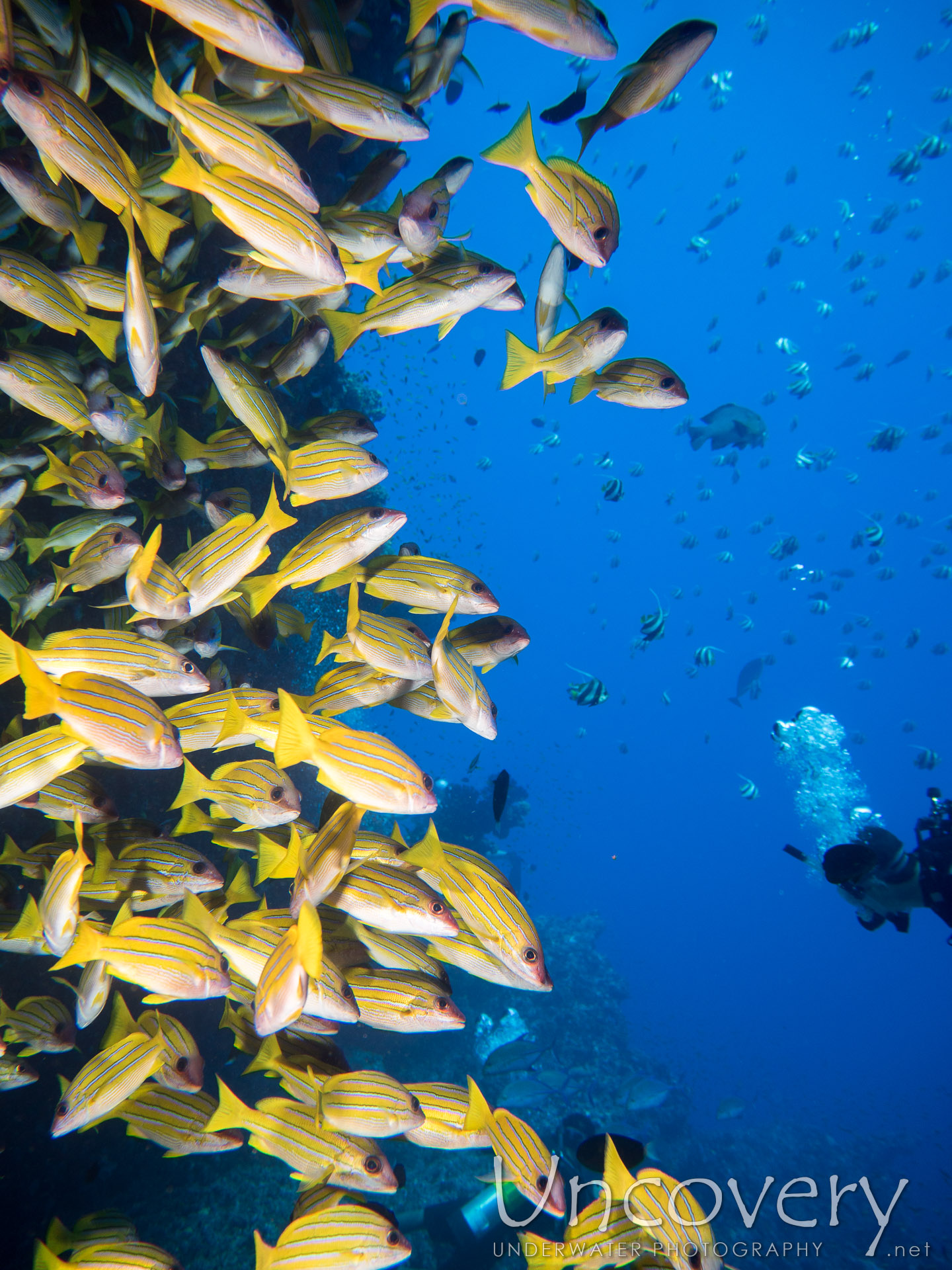 Bluestripe Snapper (lutjanus Kasmira), photo taken in Maldives, Male Atoll, North Male Atoll, Banana Reef