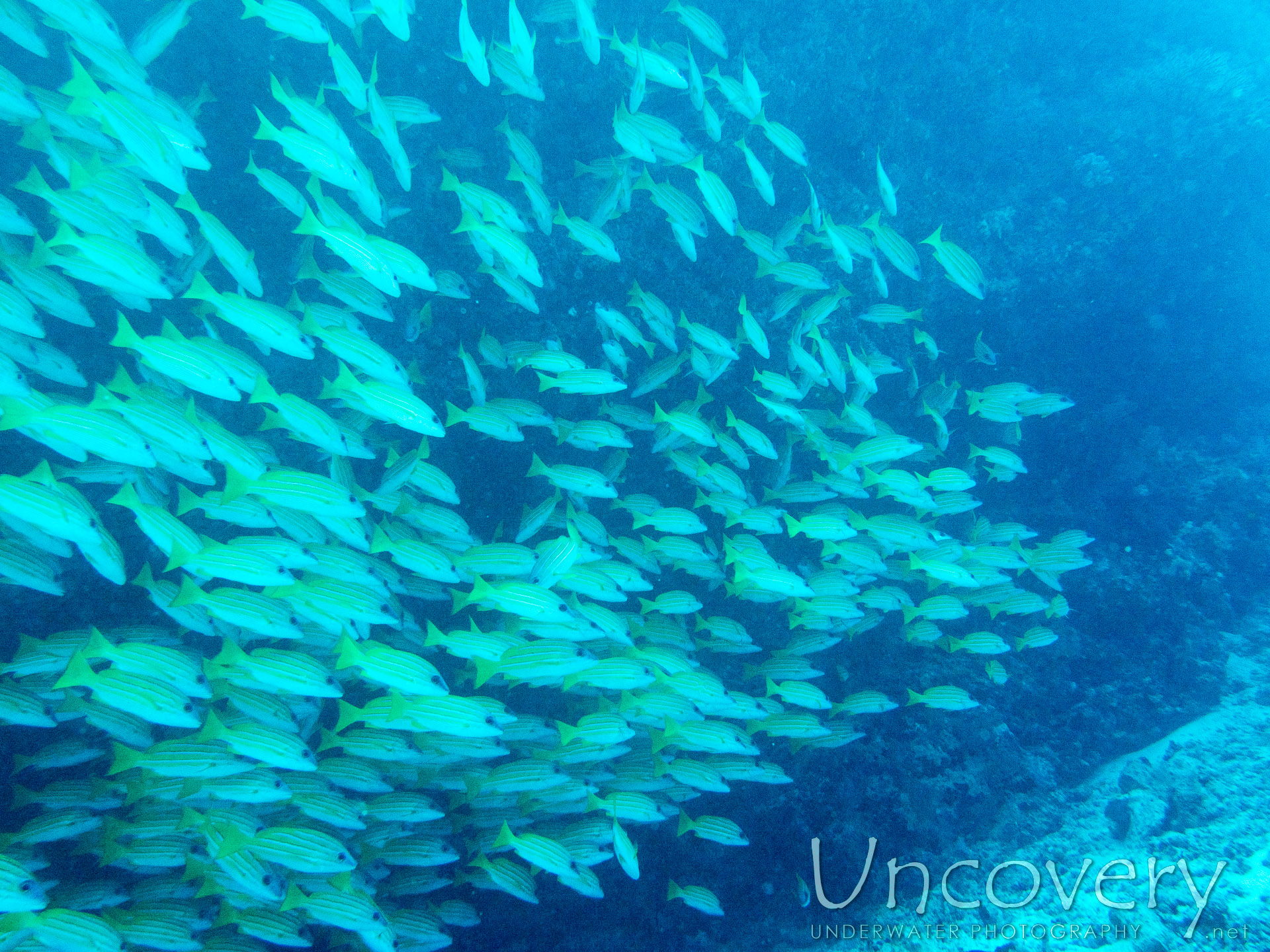 Bluestripe Snapper (lutjanus Kasmira), photo taken in Maldives, Male Atoll, North Male Atoll, Okobe Thila