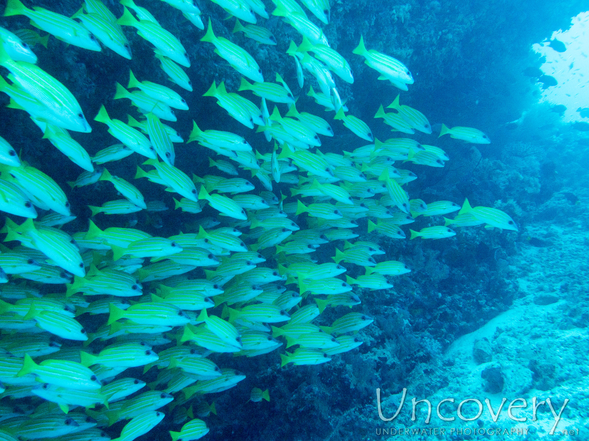 Bluestripe Snapper (lutjanus Kasmira), photo taken in Maldives, Male Atoll, North Male Atoll, Okobe Thila