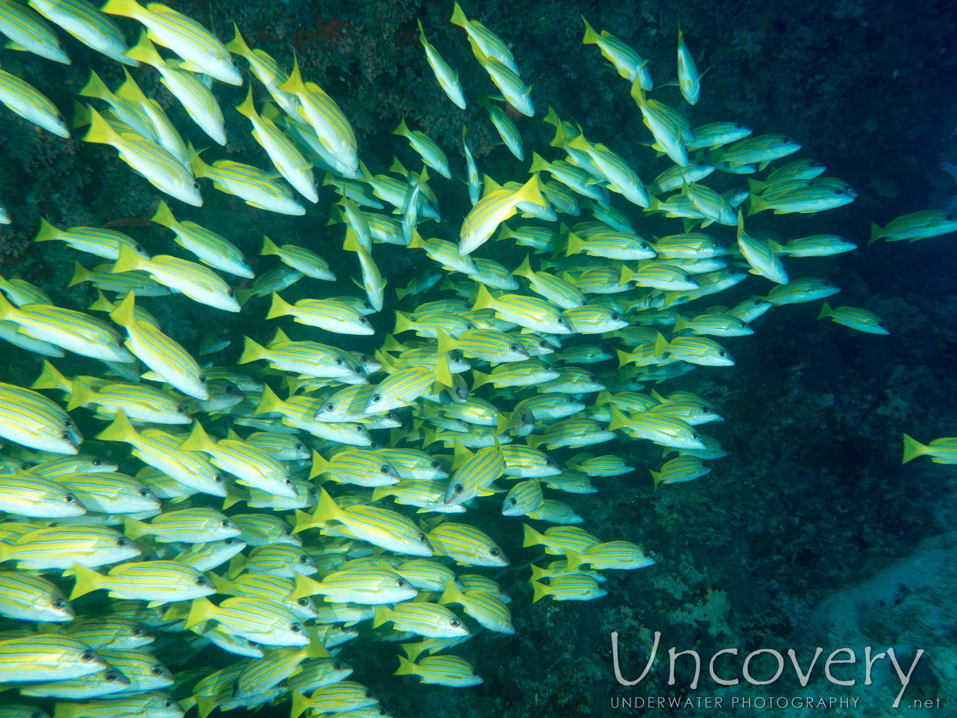 Bluestripe Snapper (lutjanus Kasmira), photo taken in Maldives, Male Atoll, North Male Atoll, Okobe Thila