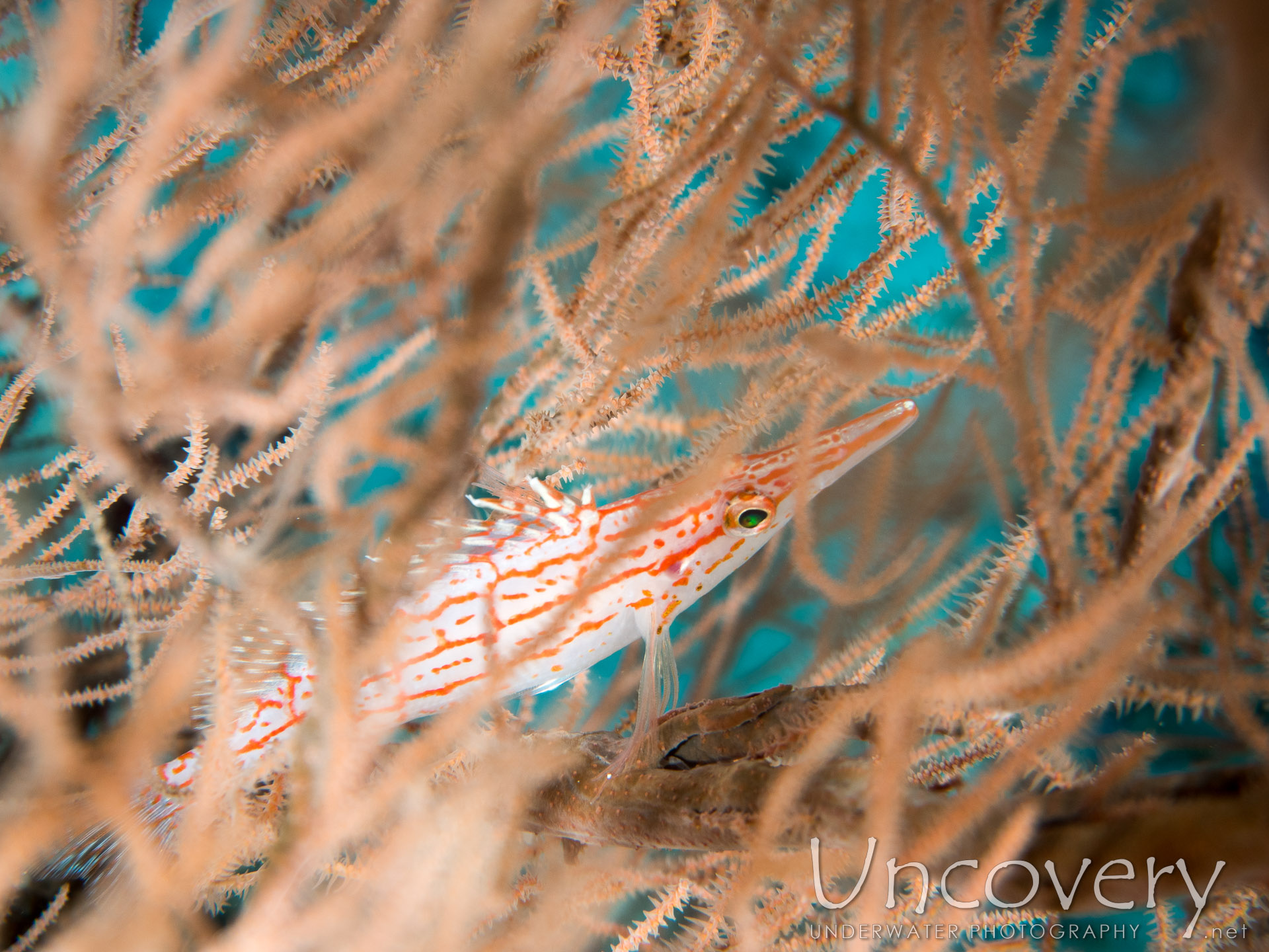 Longnose Hawkfish (oxycirrhites Typus), photo taken in Maldives, Male Atoll, North Male Atoll, Okobe Thila