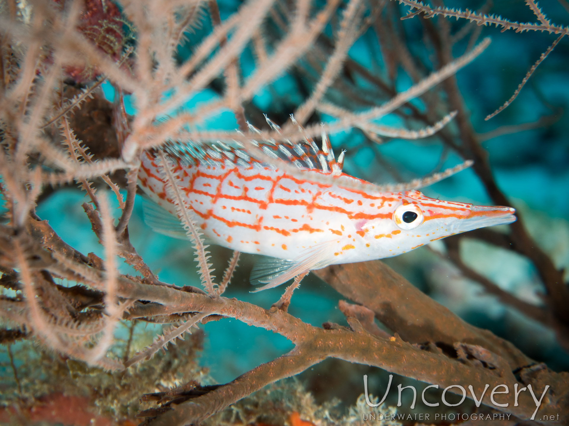 Longnose Hawkfish (oxycirrhites Typus), photo taken in Maldives, Male Atoll, North Male Atoll, Okobe Thila