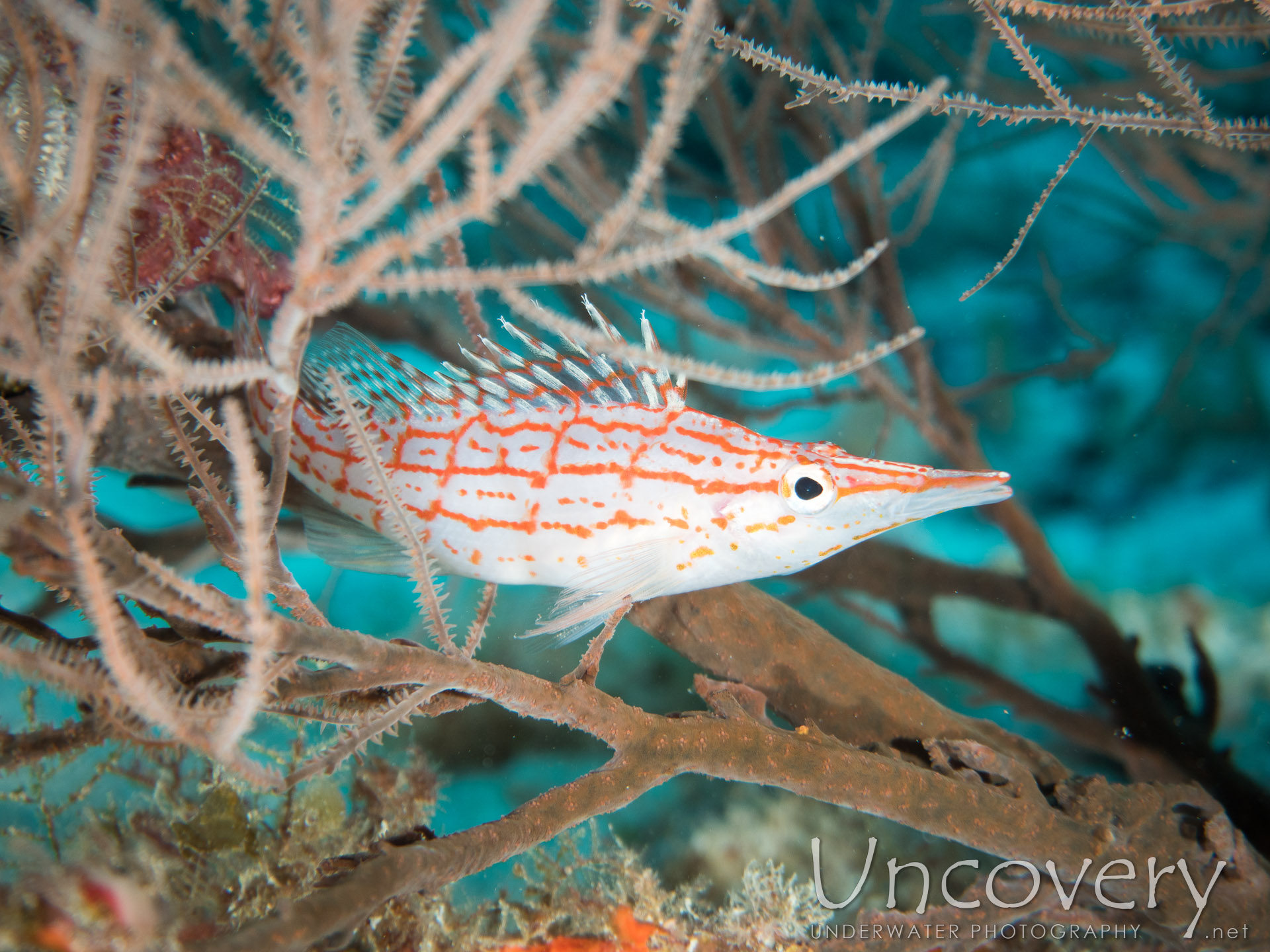 Longnose Hawkfish (oxycirrhites Typus), photo taken in Maldives, Male Atoll, North Male Atoll, Okobe Thila