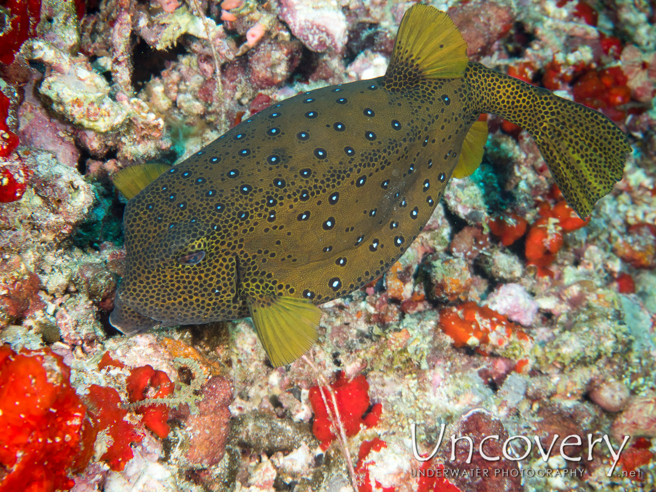 Yellow Boxfish (ostracion Cubicus) shot in Maldives|Male Atoll|North Male Atoll|Okobe Thila