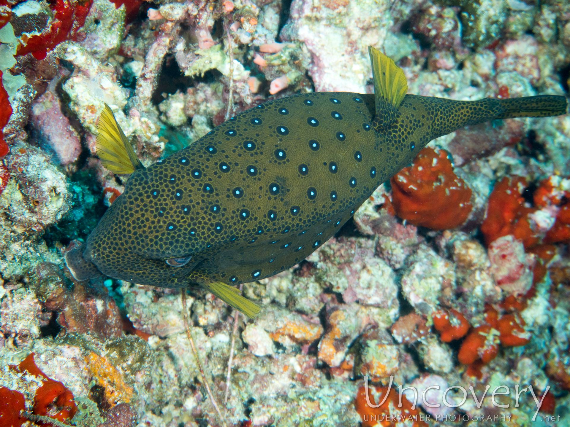 Yellow Boxfish (ostracion Cubicus), photo taken in Maldives, Male Atoll, North Male Atoll, Okobe Thila