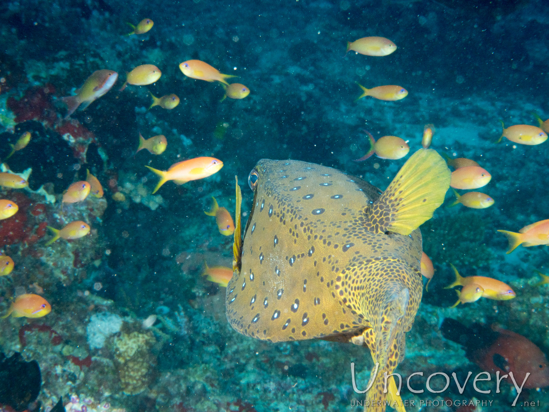 Yellow Boxfish (ostracion Cubicus), photo taken in Maldives, Male Atoll, North Male Atoll, Okobe Thila