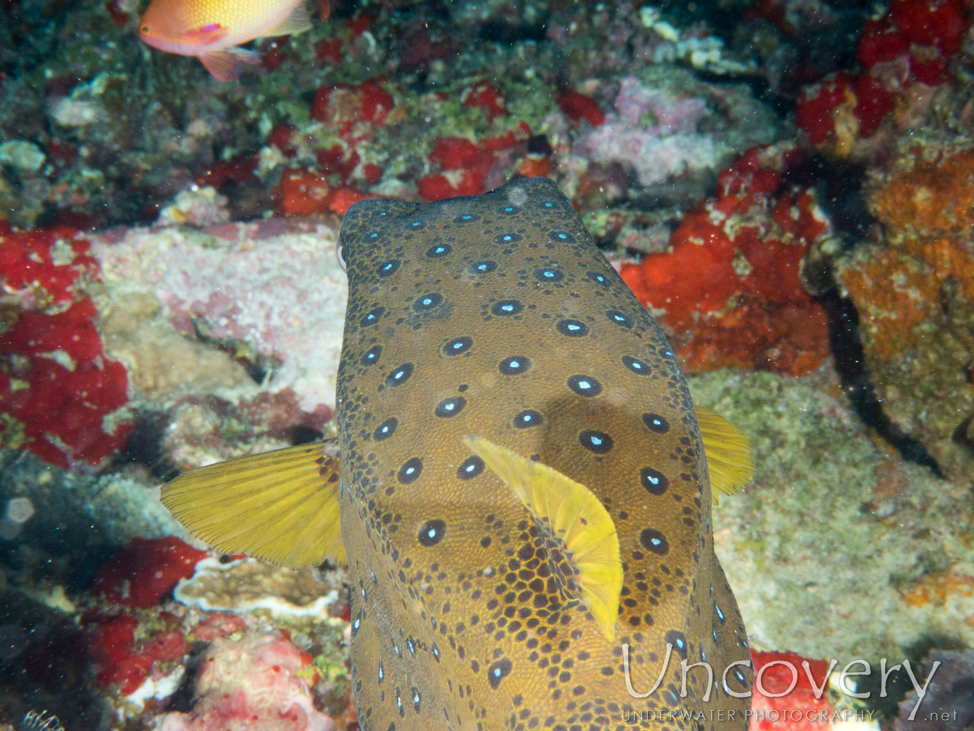 Yellow Boxfish (ostracion Cubicus), photo taken in Maldives, Male Atoll, North Male Atoll, Okobe Thila