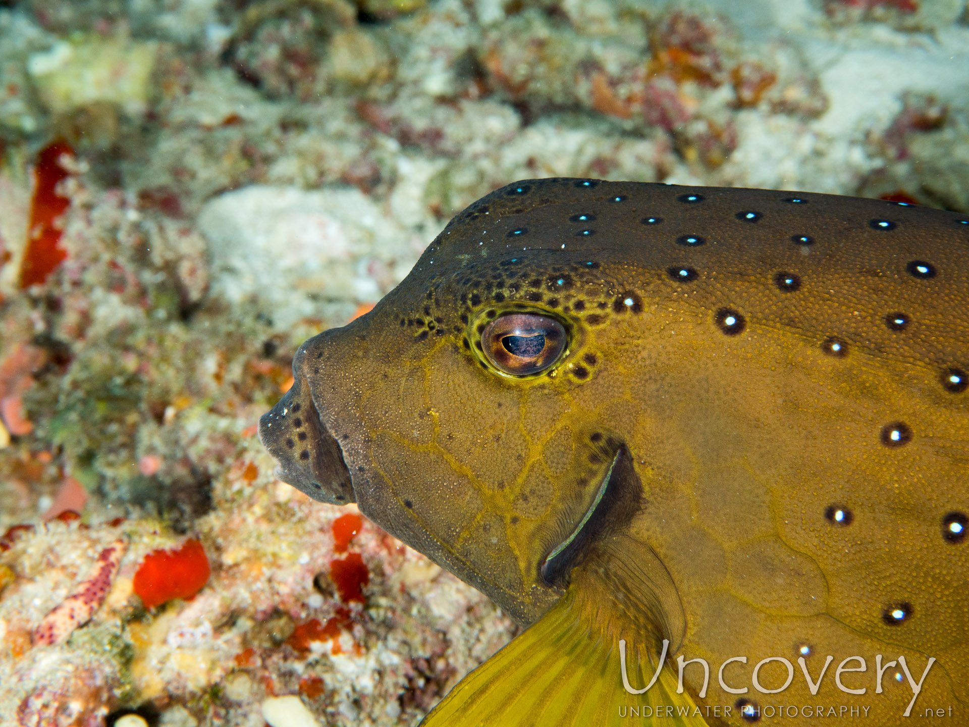 Yellow Boxfish (ostracion Cubicus), photo taken in Maldives, Male Atoll, North Male Atoll, Okobe Thila