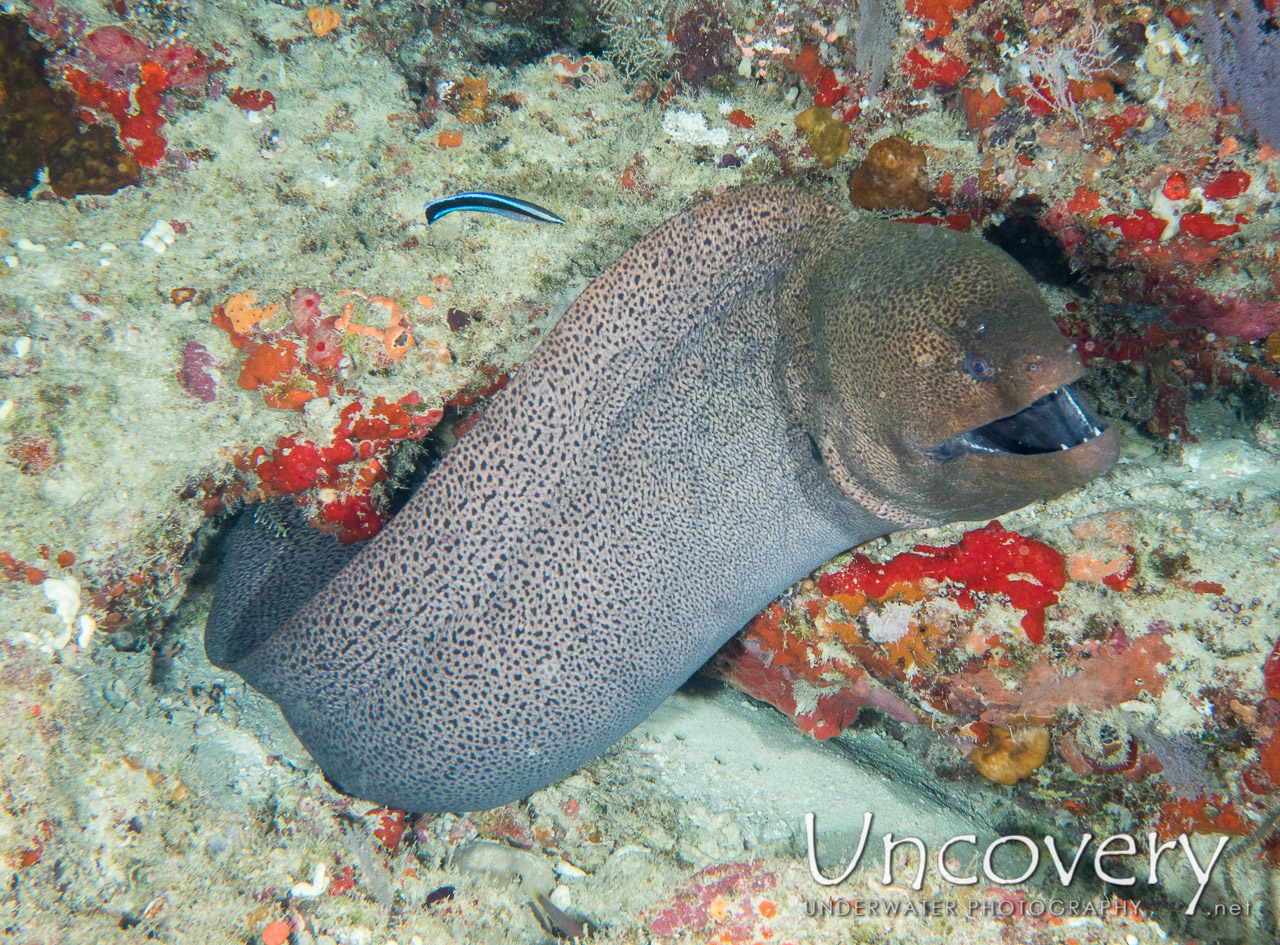 Giant Moray (gymnothorax Javanicus) shot in Maldives|Male Atoll|North Male Atoll|Okobe Thila