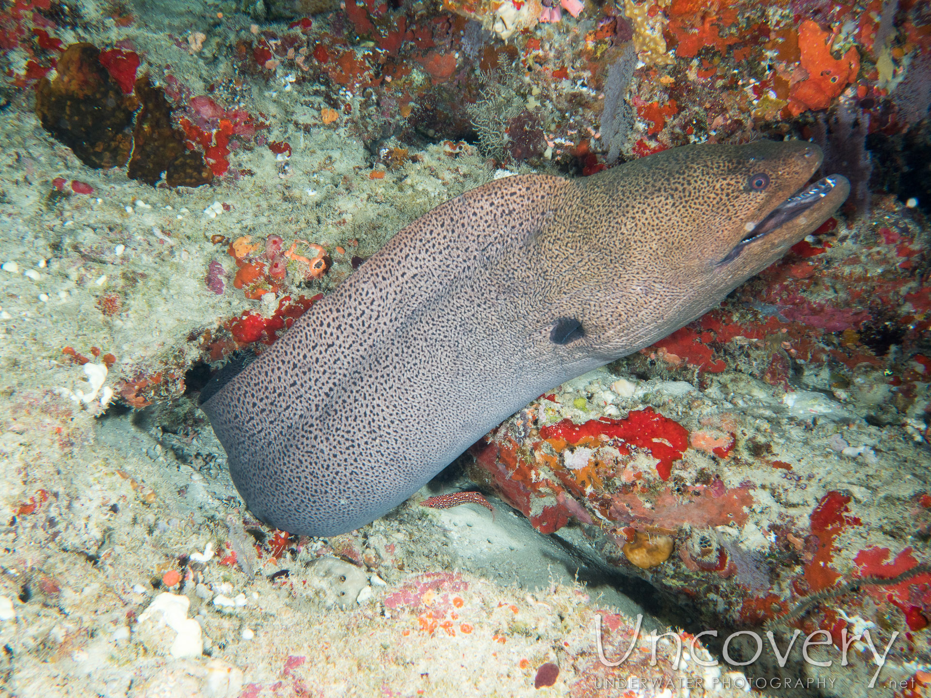 Giant Moray (gymnothorax Javanicus), photo taken in Maldives, Male Atoll, North Male Atoll, Okobe Thila