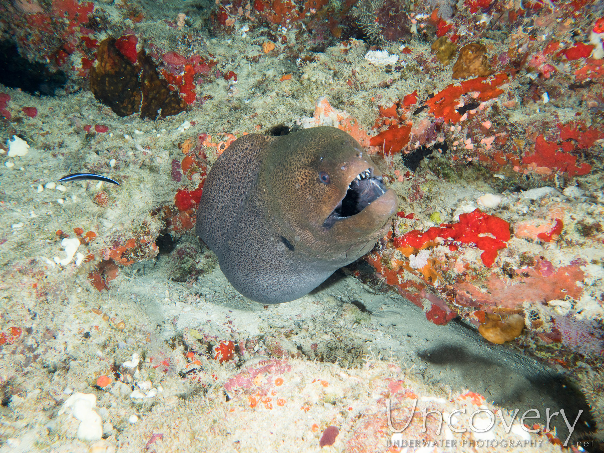 Giant Moray (gymnothorax Javanicus), photo taken in Maldives, Male Atoll, North Male Atoll, Okobe Thila