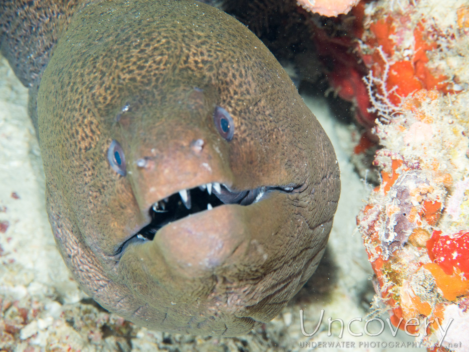 Giant Moray (gymnothorax Javanicus), photo taken in Maldives, Male Atoll, North Male Atoll, Okobe Thila