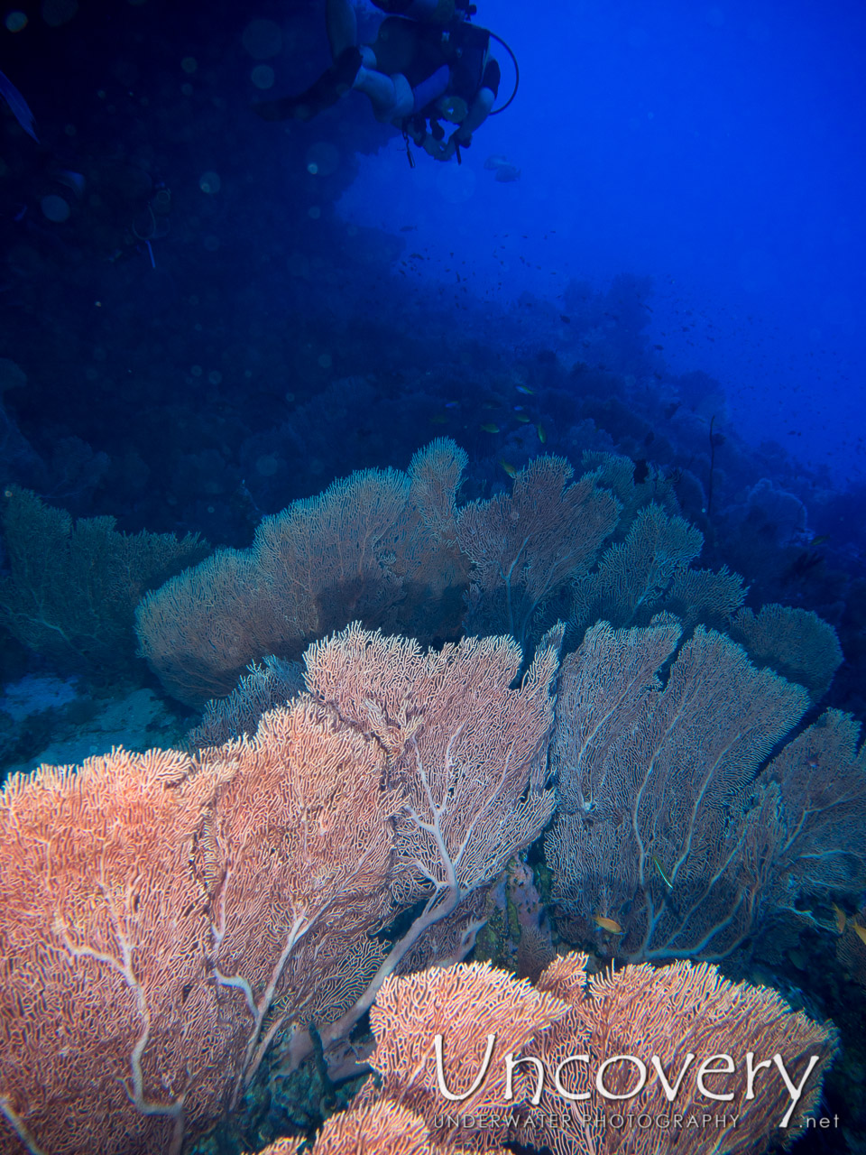 Coral, photo taken in Maldives, Male Atoll, North Male Atoll, Helengili Thila