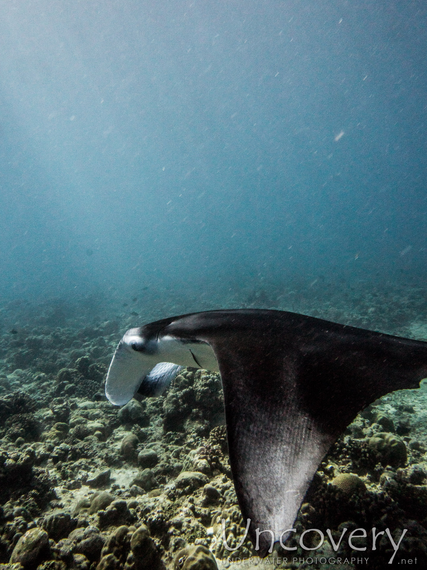 Manta Ray (manta Alfredi), photo taken in Maldives, Male Atoll, North Male Atoll, n/a