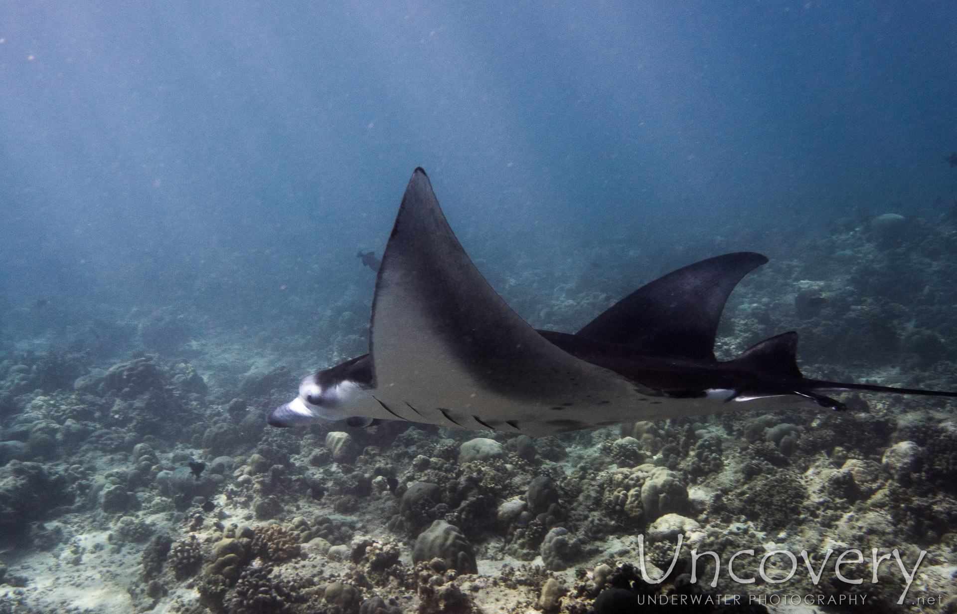 Manta Ray (manta Alfredi), photo taken in Maldives, Male Atoll, North Male Atoll, n/a