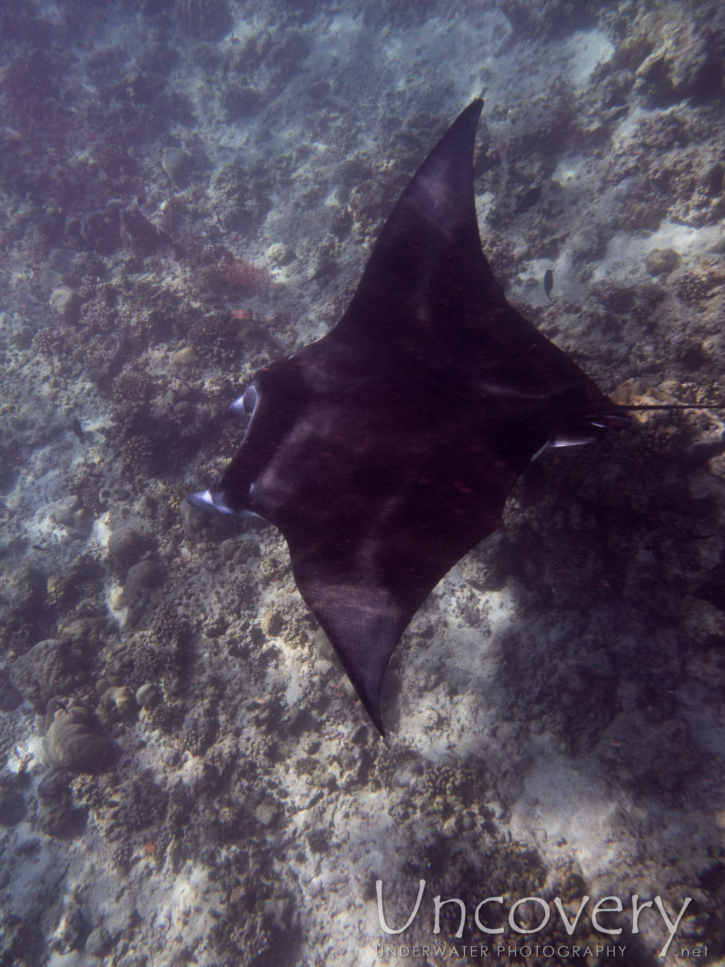 Manta Ray (manta Alfredi), photo taken in Maldives, Male Atoll, North Male Atoll, n/a