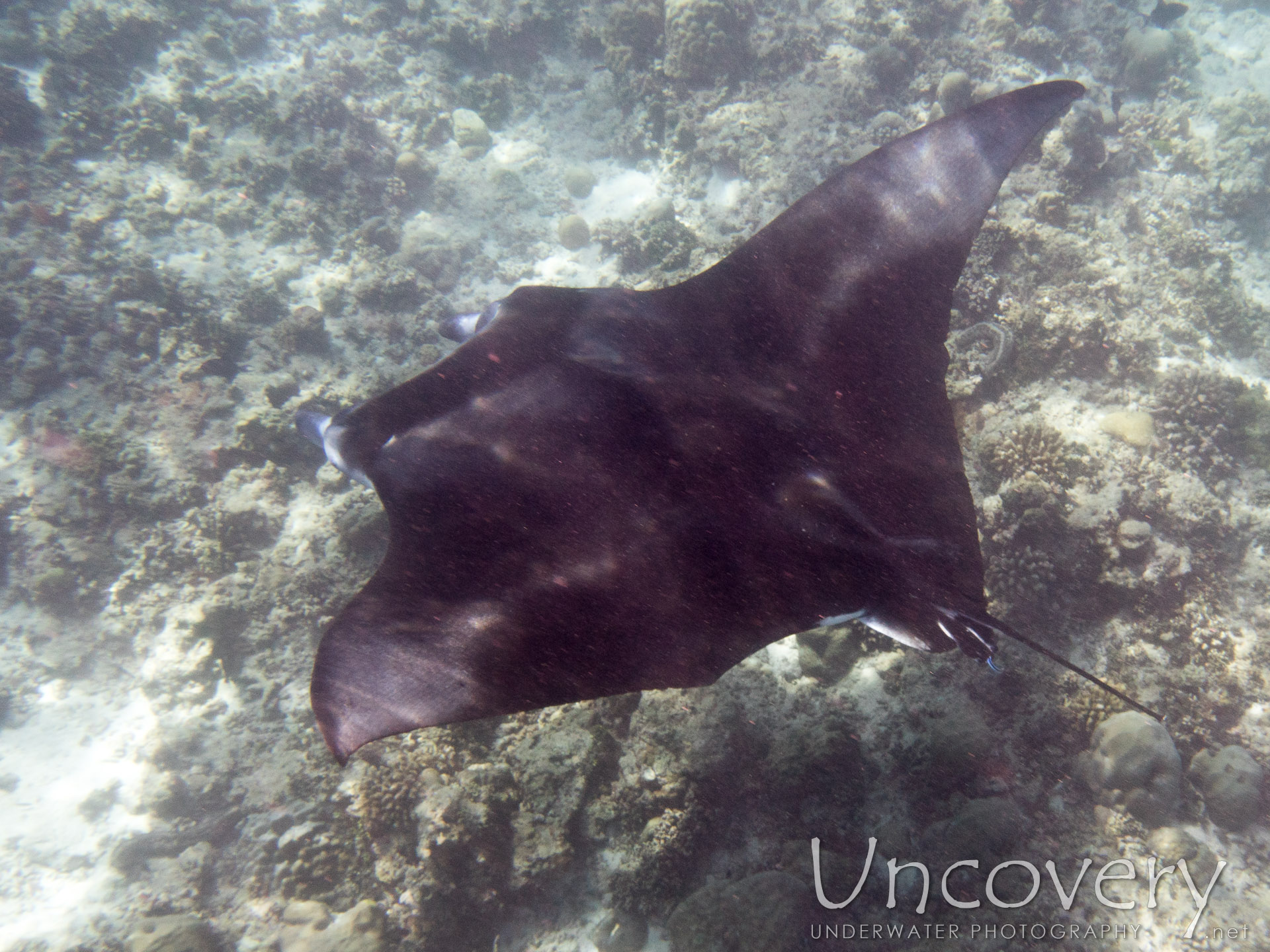 Manta Ray (manta Alfredi), photo taken in Maldives, Male Atoll, North Male Atoll, n/a