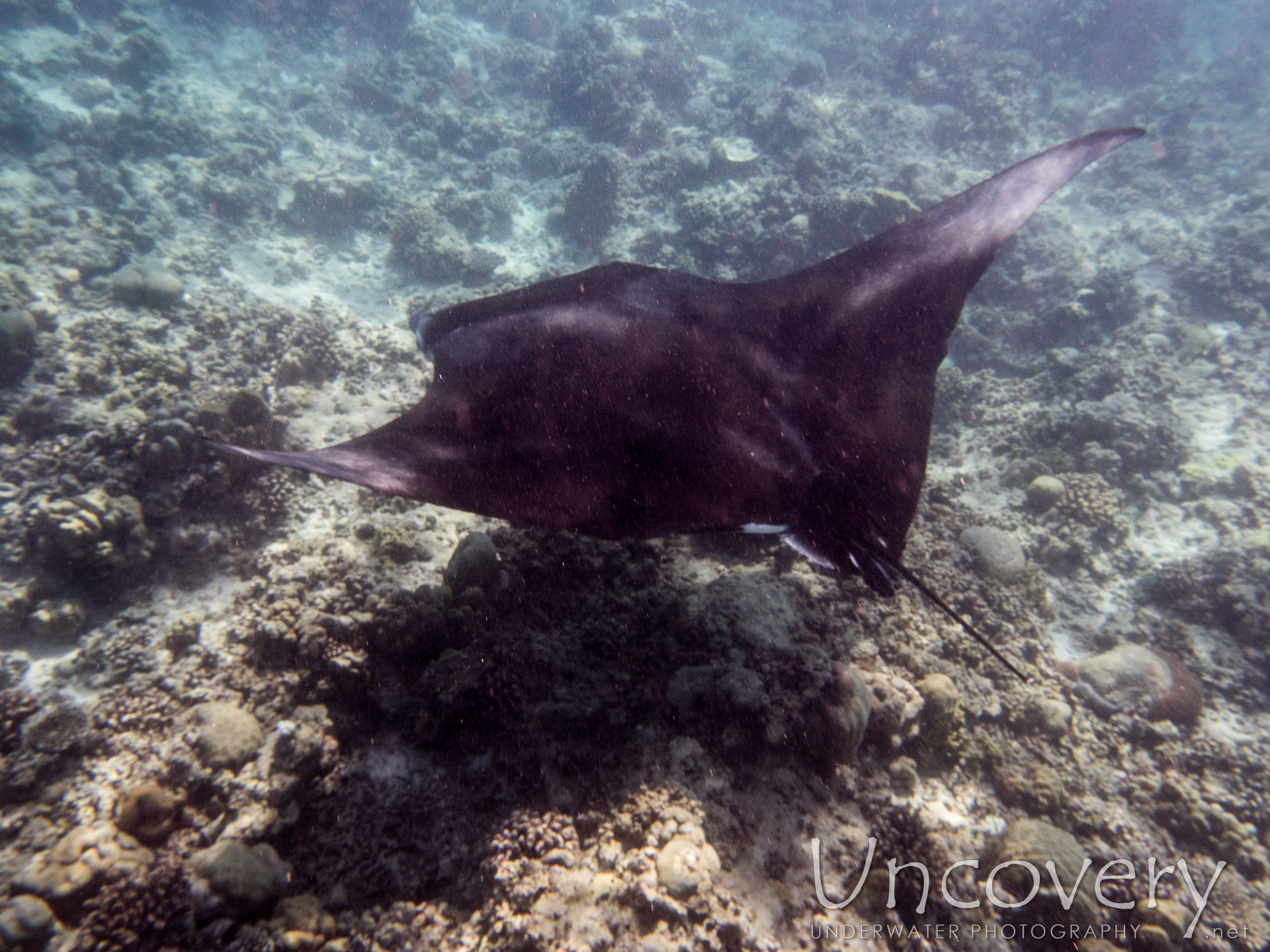 Manta Ray (manta Alfredi), photo taken in Maldives, Male Atoll, North Male Atoll, n/a